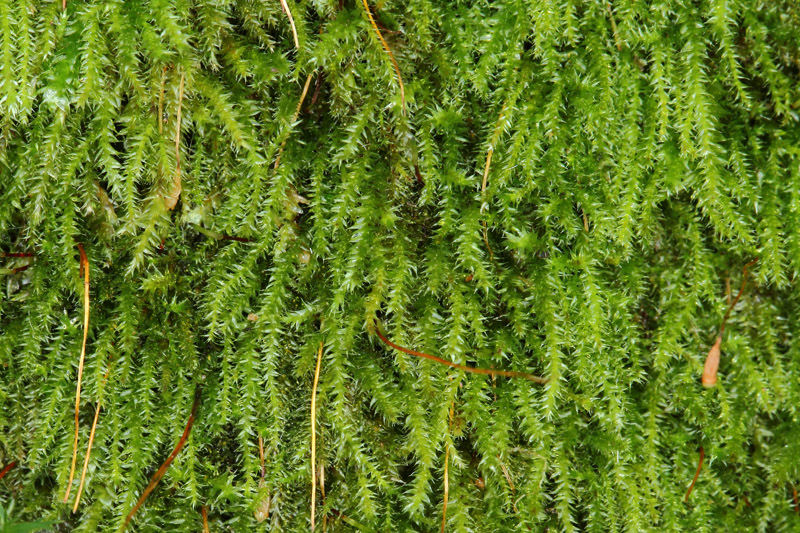 Herzogiella striatella